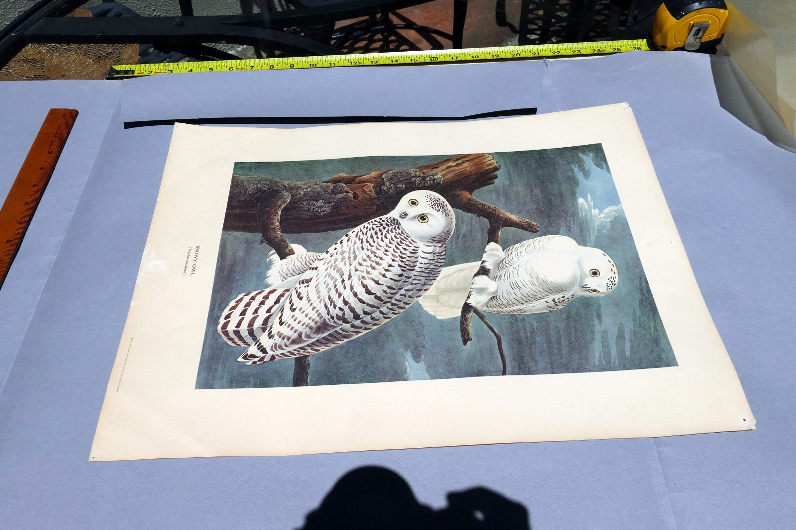 J.J. AUDUBON 1966 "BIRDS OF AMERICA" Snowy OWL 15X20" medium print