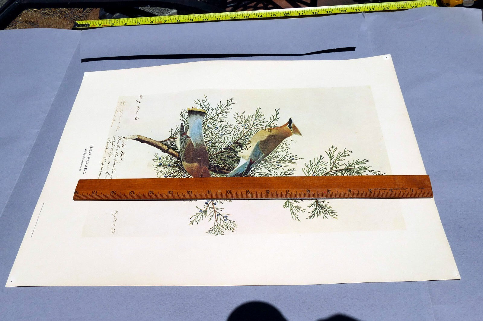 1966 Audubon Print CEDAR WAXWING, print plate # 43 15X20" medium