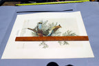 1966 Audubon Print CEDAR WAXWING, print plate # 43 15X20" medium