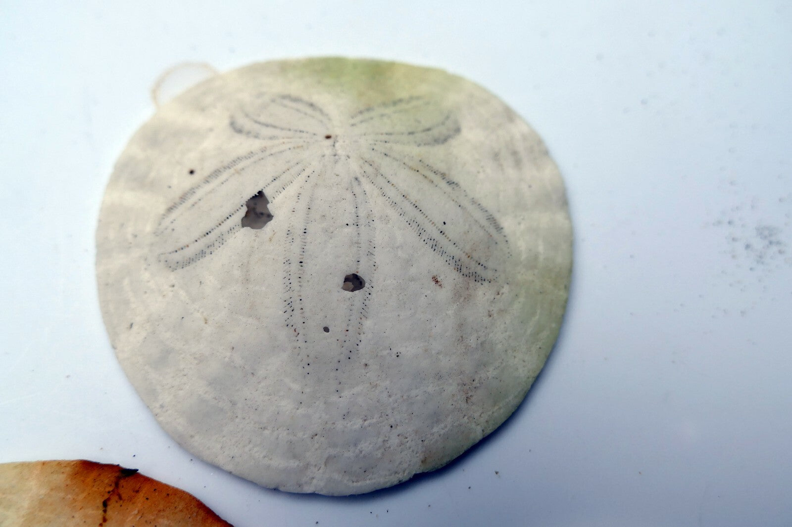 Sand dollar Shell 2.5" pacific Ocean California beach aquarium decor imperfect