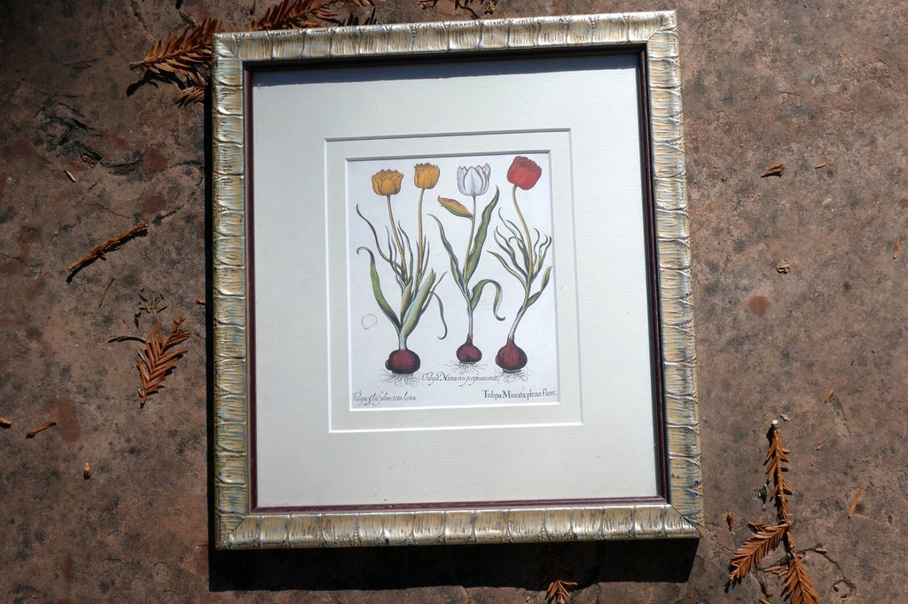 Basilius Besler TULIPA MINIATA PLENO FLORE FRAMED MATTED ART PRINT Tulip