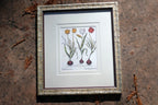 Basilius Besler TULIPA MINIATA PLENO FLORE FRAMED MATTED ART PRINT Tulip