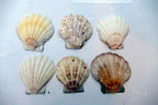 Clam Seashell Cockle Oyster Mussel SEA SHELL beach aquarium decor 2x2" small
