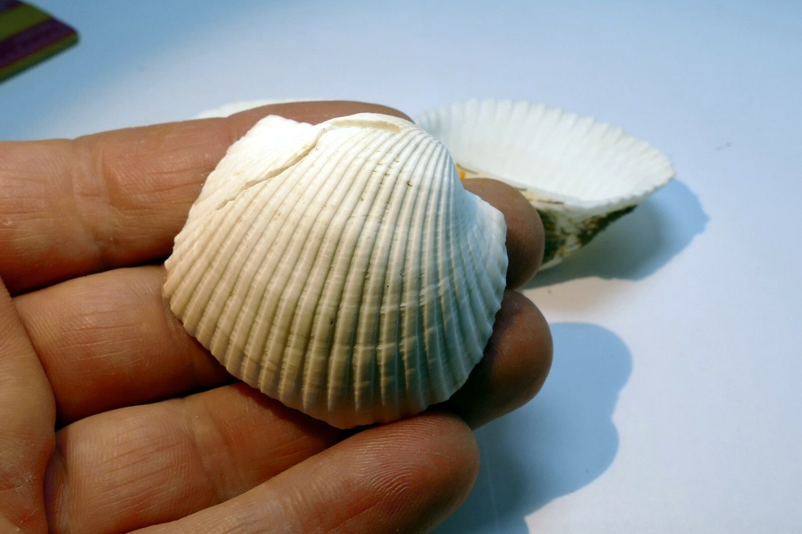 Single White Ark Shell Seashell beach decor clam medium 1.5X1.5" clam cockle sea