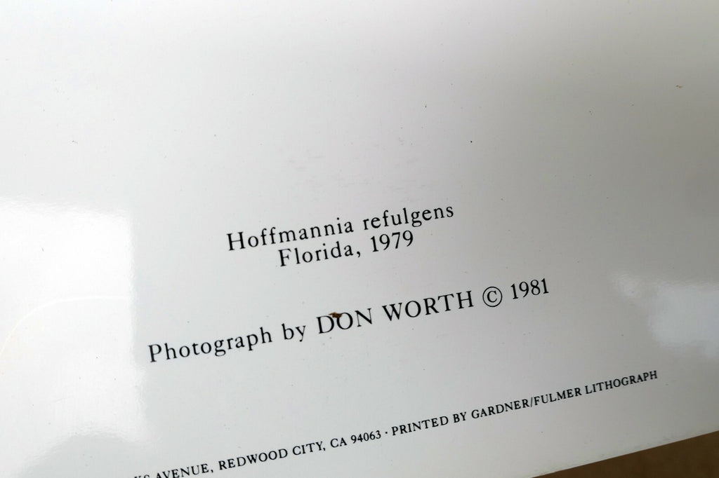 Hoffmannia Refulgens 1979 Photograph by Don Worth Greeting Card D-003 floral