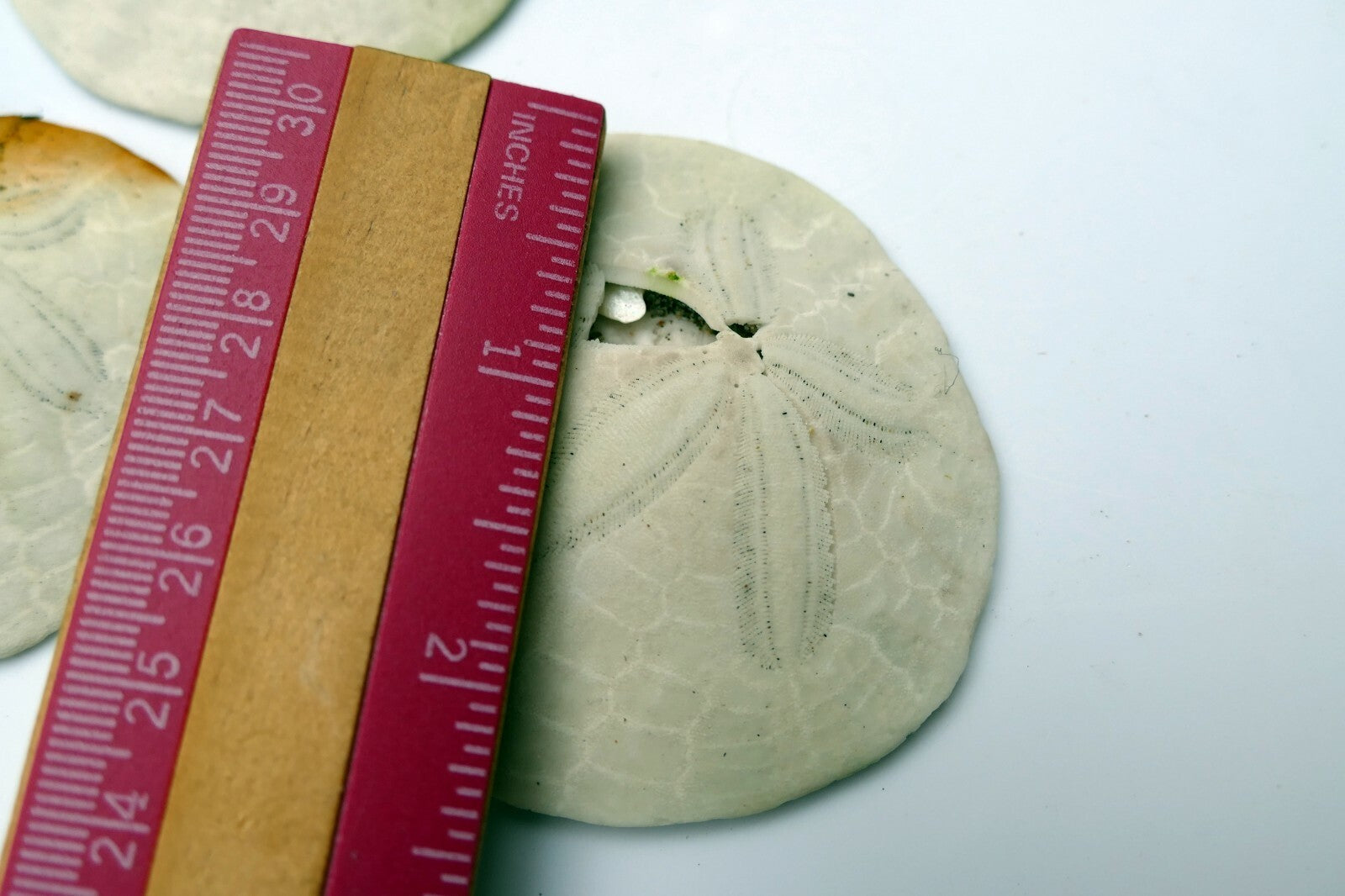 Sand dollar Shell 2.5" pacific Ocean California beach aquarium decor imperfect