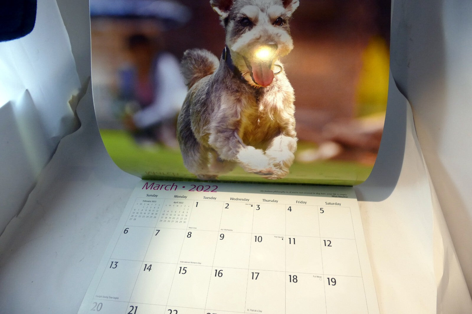 2022 Miniature Calendar puppy dog pics Red Ember family series