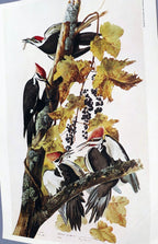 John james audubon folio plate #111 pileated woodpecker 7x11" small reprint
