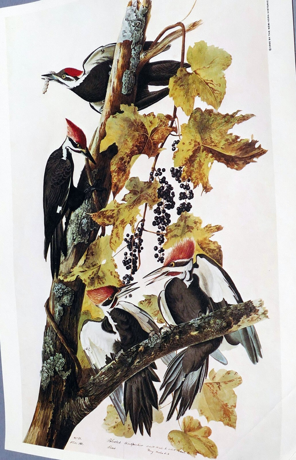 John james audubon folio plate #111 pileated woodpecker 7x11" small reprint