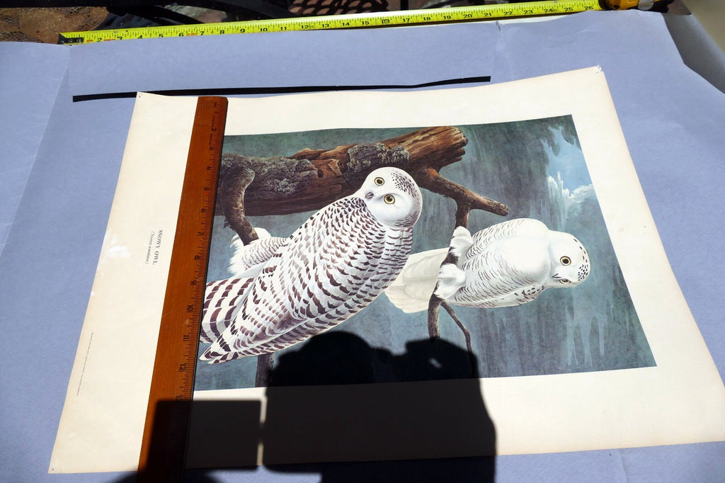 J.J. AUDUBON 1966 "BIRDS OF AMERICA" Snowy OWL 15X20" medium print