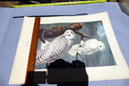 J.J. AUDUBON 1966 "BIRDS OF AMERICA" Snowy OWL 15X20" medium print