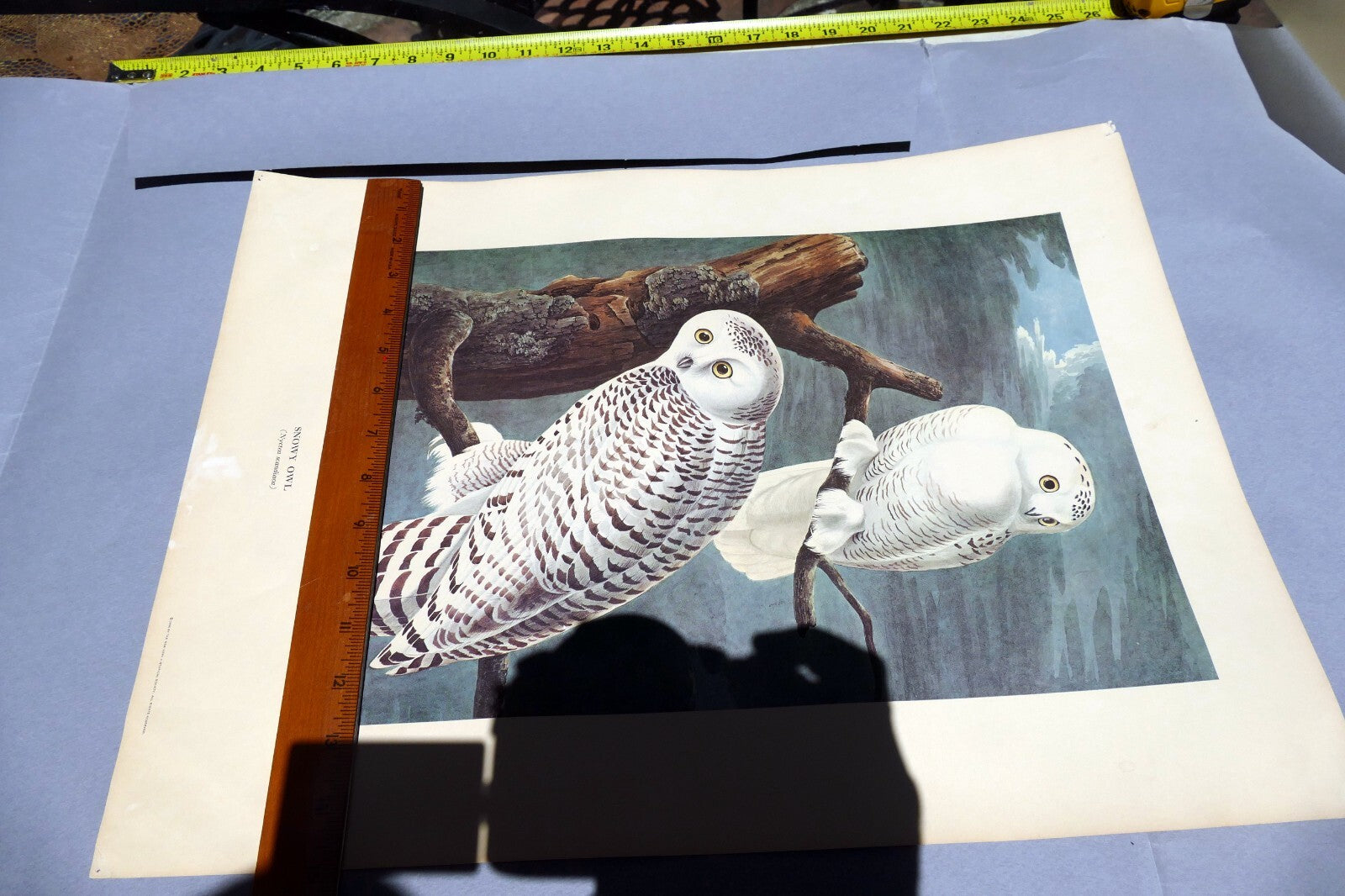 J.J. AUDUBON 1966 "BIRDS OF AMERICA" Snowy OWL 15X20" medium print