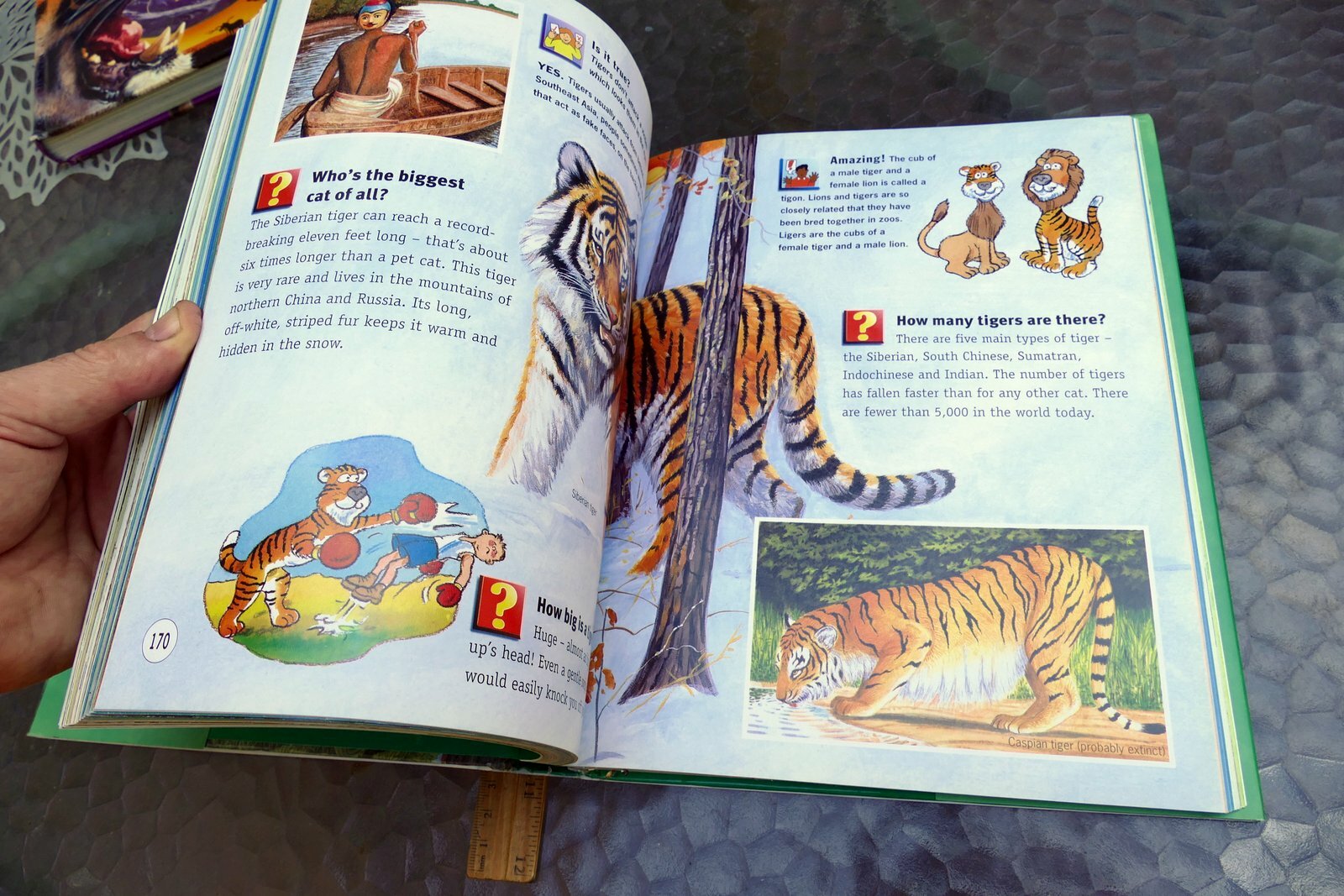 Questions and Answers Wild Wild World (Hardcover) Book Dangerous Exciting Animal