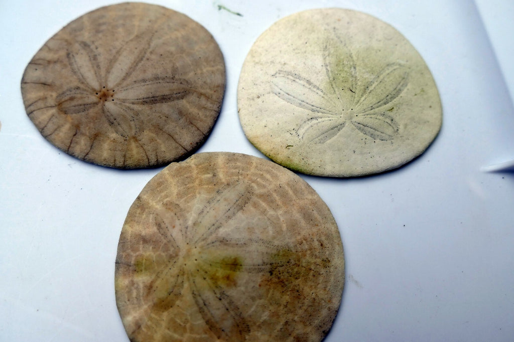 Sand dollar Shell 2.2-2.5" pacific Ocean California beach aquarium decor 