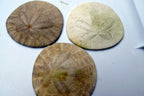 Sand dollar Shell 2.2-2.5" pacific Ocean California beach aquarium decor 