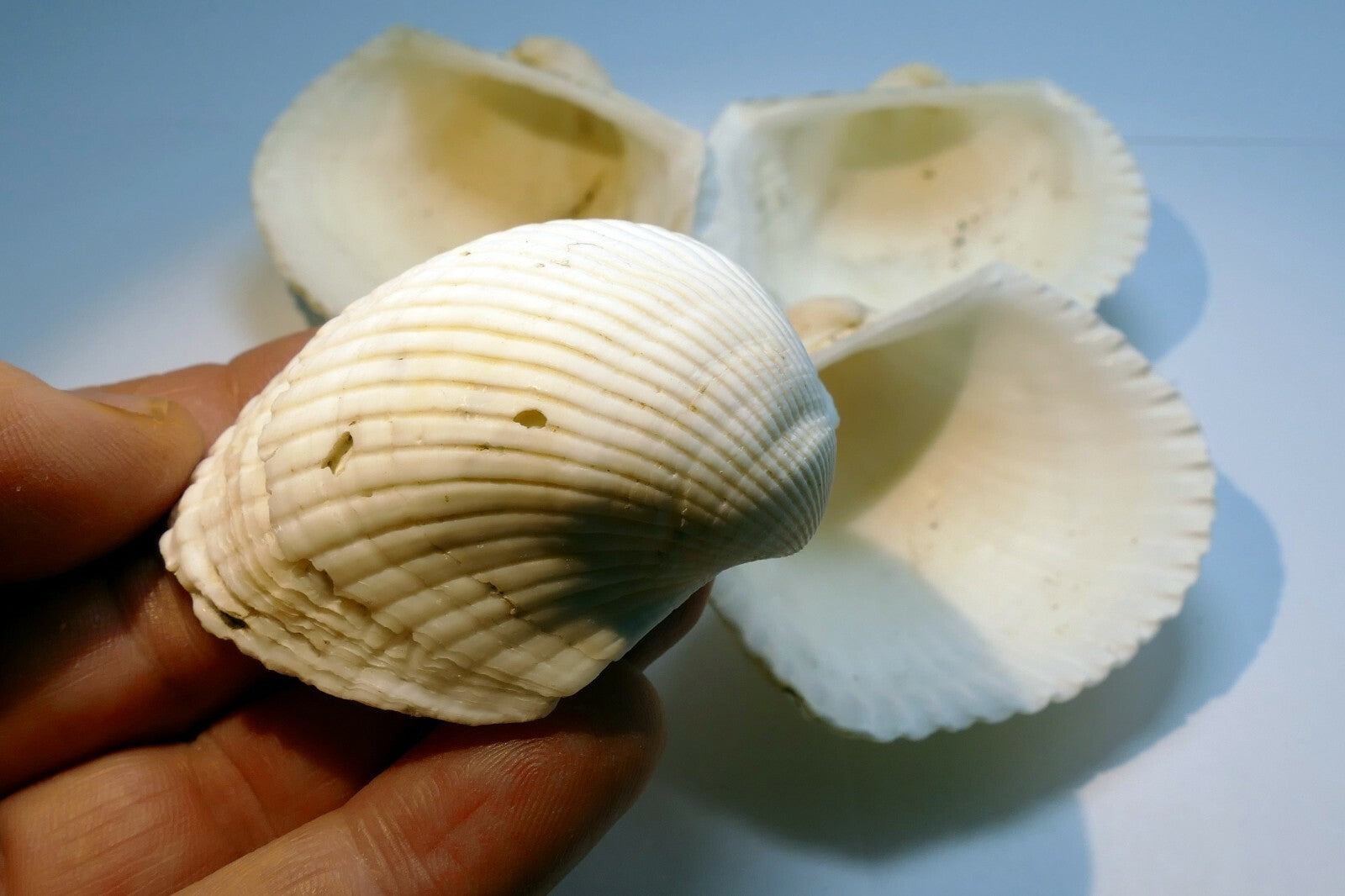 White Ark Shell Seashell beach decor clam large 2.5X2.5" clam cockle sea