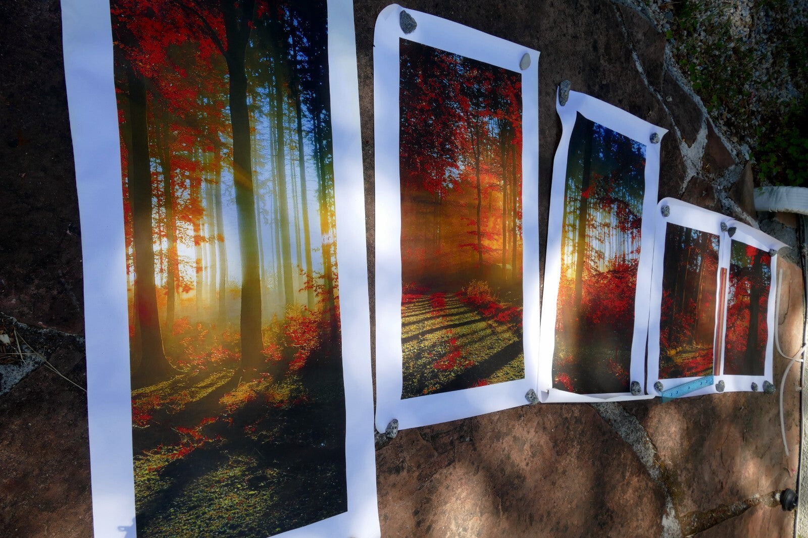 5 piece forest print 20" 24" 36" foggy fall foliage morning sun rising wall art
