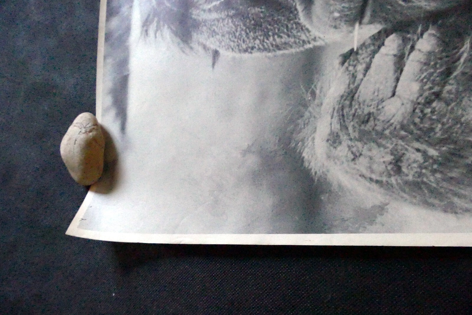 Orangutan old male make love Vintage poster 1971 black and white