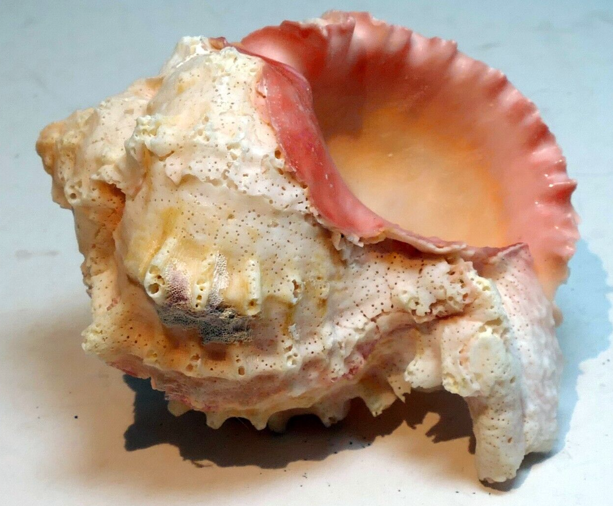 Pink mouthed murex phyllonotus erythrostomu hermit crab sea shell 4"