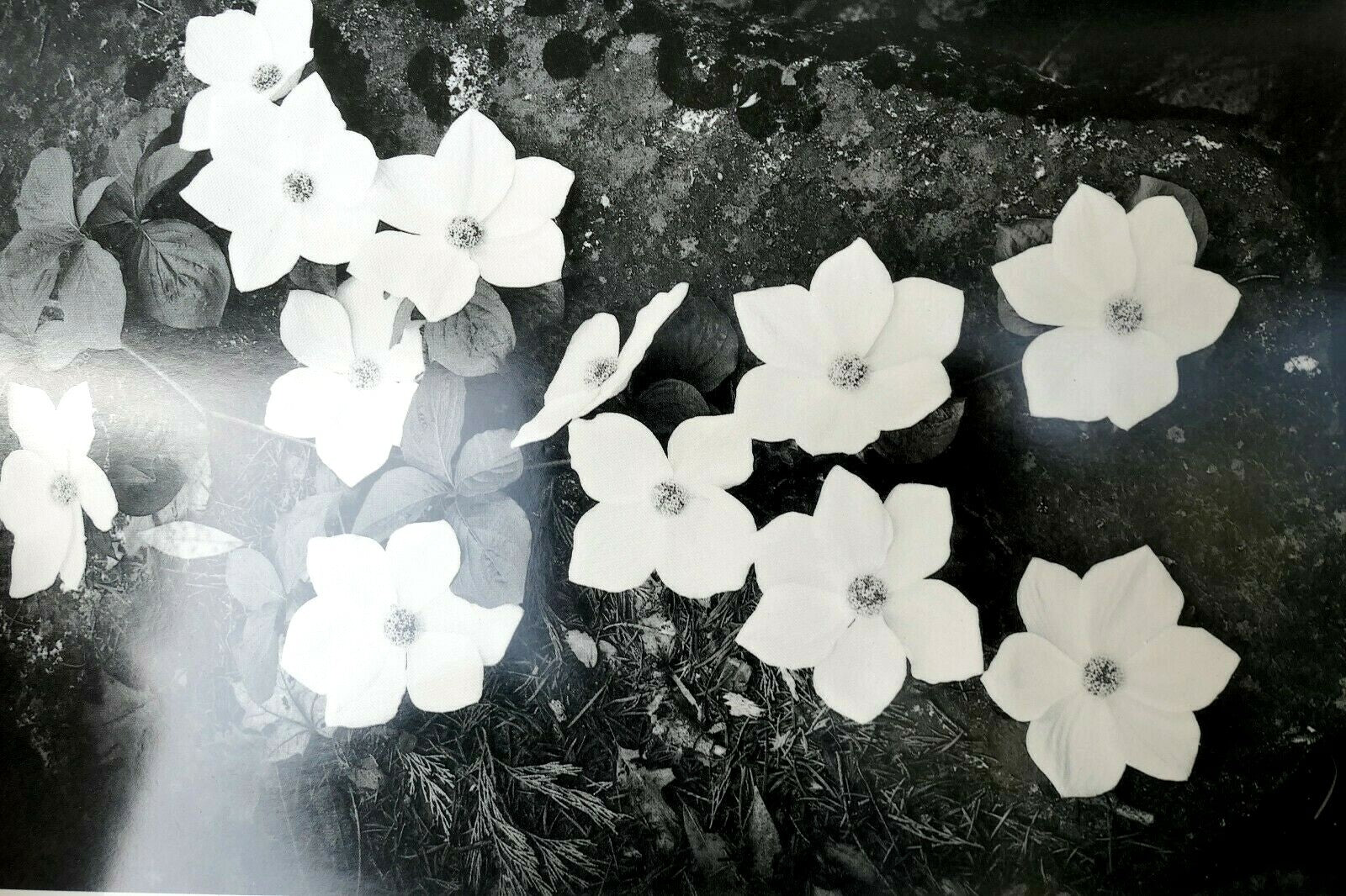 1943 dogwood blossoms yosemite nat park photograph ansel adams a016 greeting card
