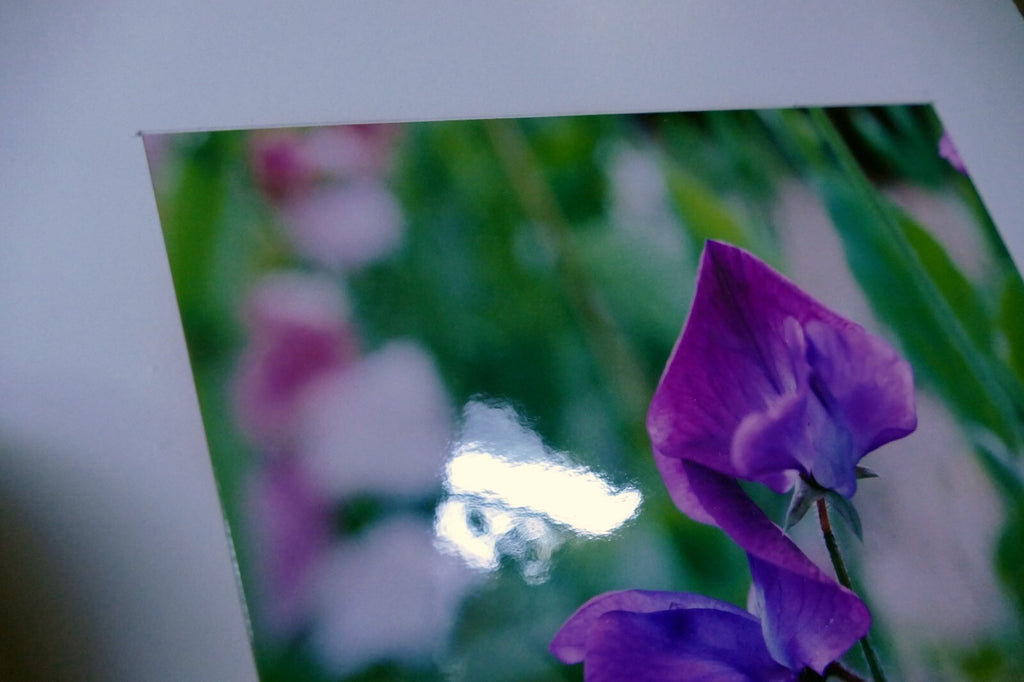 Dave Giroux Nature Picture Photo Print violet flower