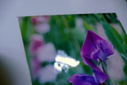 Dave Giroux Nature Picture Photo Print violet flower