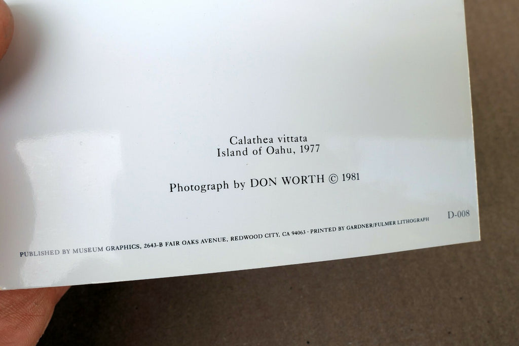 Calathea Vittata Oahu 1977 Photograph by Don Worth Greeting Card D-008 floral