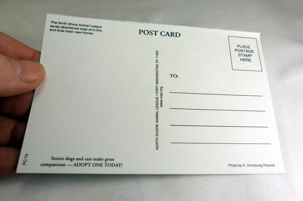 Greeting Postcard Animal Shelter North Shore League Dog Puppies in a Wagon 1980'