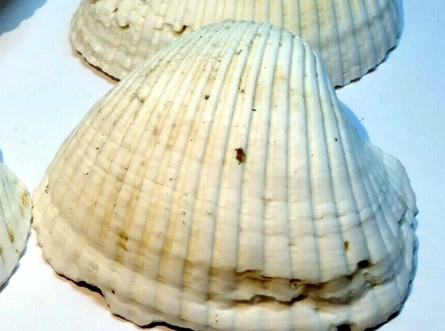 White ark shell seashell beach decor clam medium 2x2" clam cockle sea