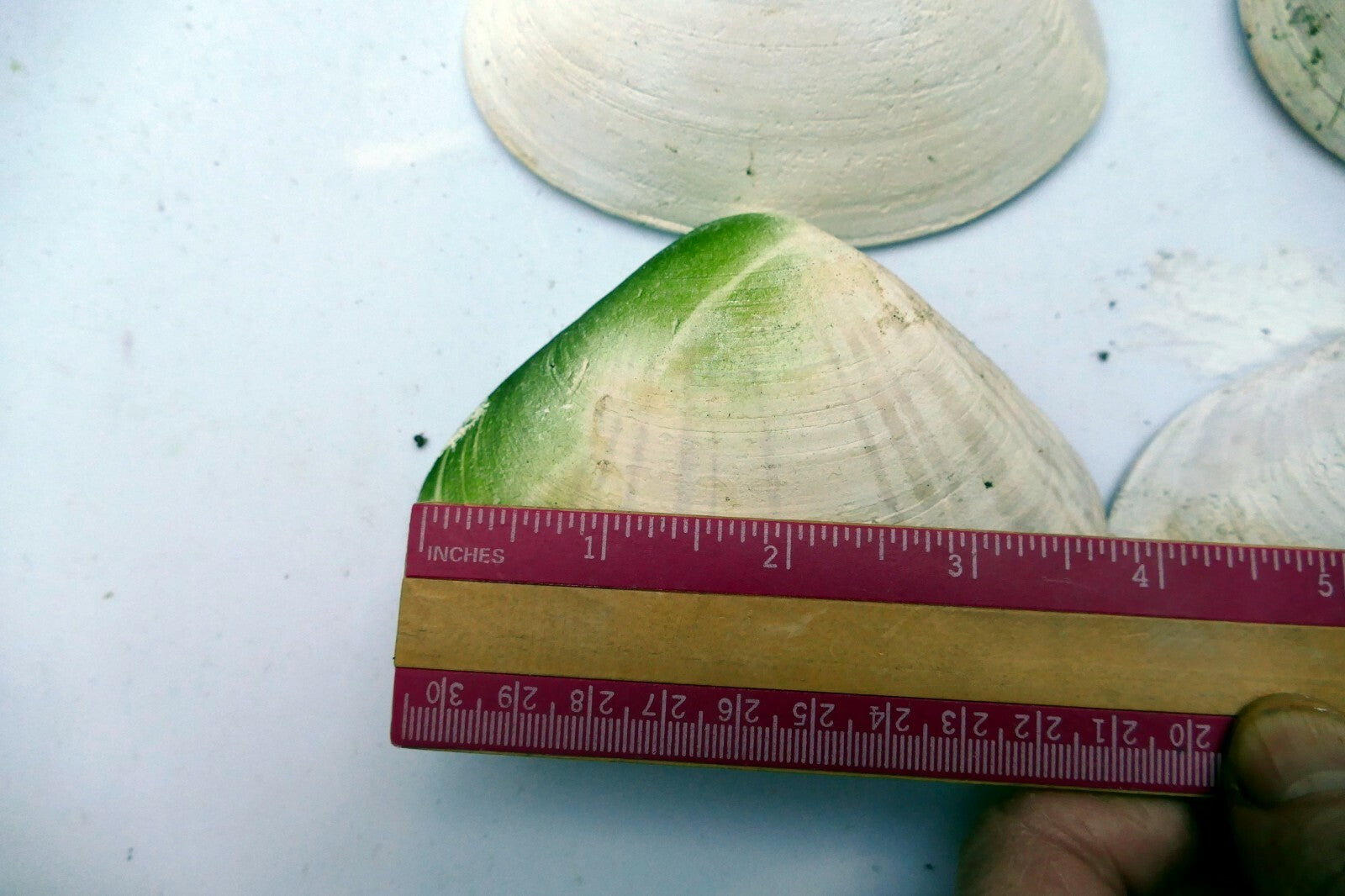 one Clam Shell 4.5"x3" Seashell from Ocean large sea beach aquarium decor