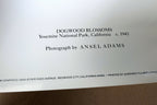 1943 Dogwood Blossoms Yosemite Nat Park Photograph Ansel Adams A016 greeting car
