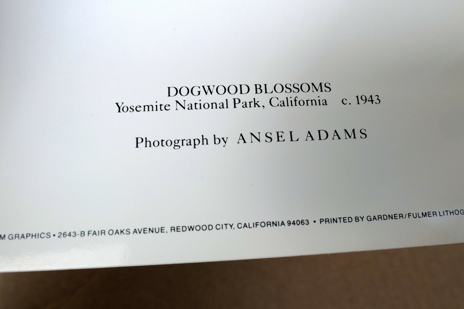 1943 Dogwood Blossoms Yosemite Nat Park Photograph Ansel Adams A016 greeting car