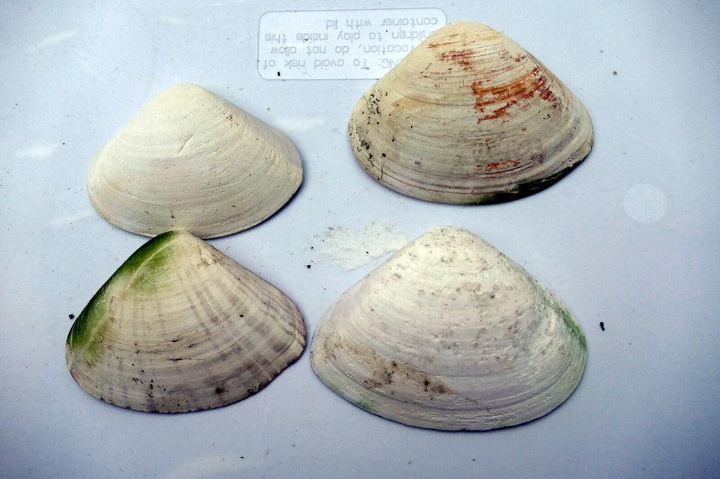 one Clam Shell 4.5"x3" Seashell from Ocean large sea beach aquarium decor