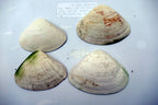 one Clam Shell 4.5"x3" Seashell from Ocean large sea beach aquarium decor