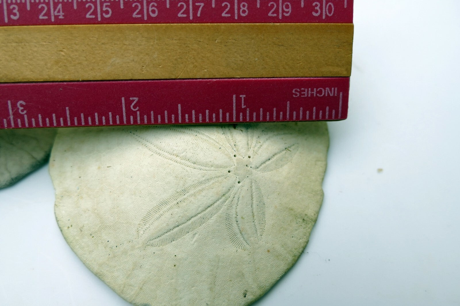 Sand dollar Shell 2.5" pacific Ocean large California beach aquarium decor