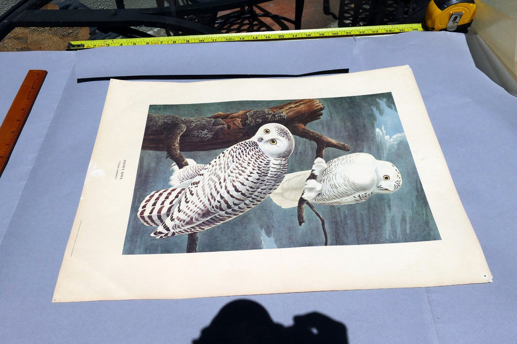 J.J. AUDUBON 1966 "BIRDS OF AMERICA" Snowy OWL 15X20" medium print