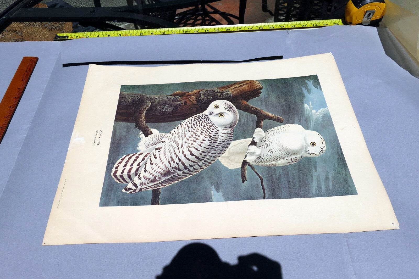 J.J. AUDUBON 1966 "BIRDS OF AMERICA" Snowy OWL 15X20" medium print
