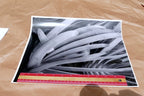 Succulent Flower  11X14" Black & white Picture Photo San Francisco USA