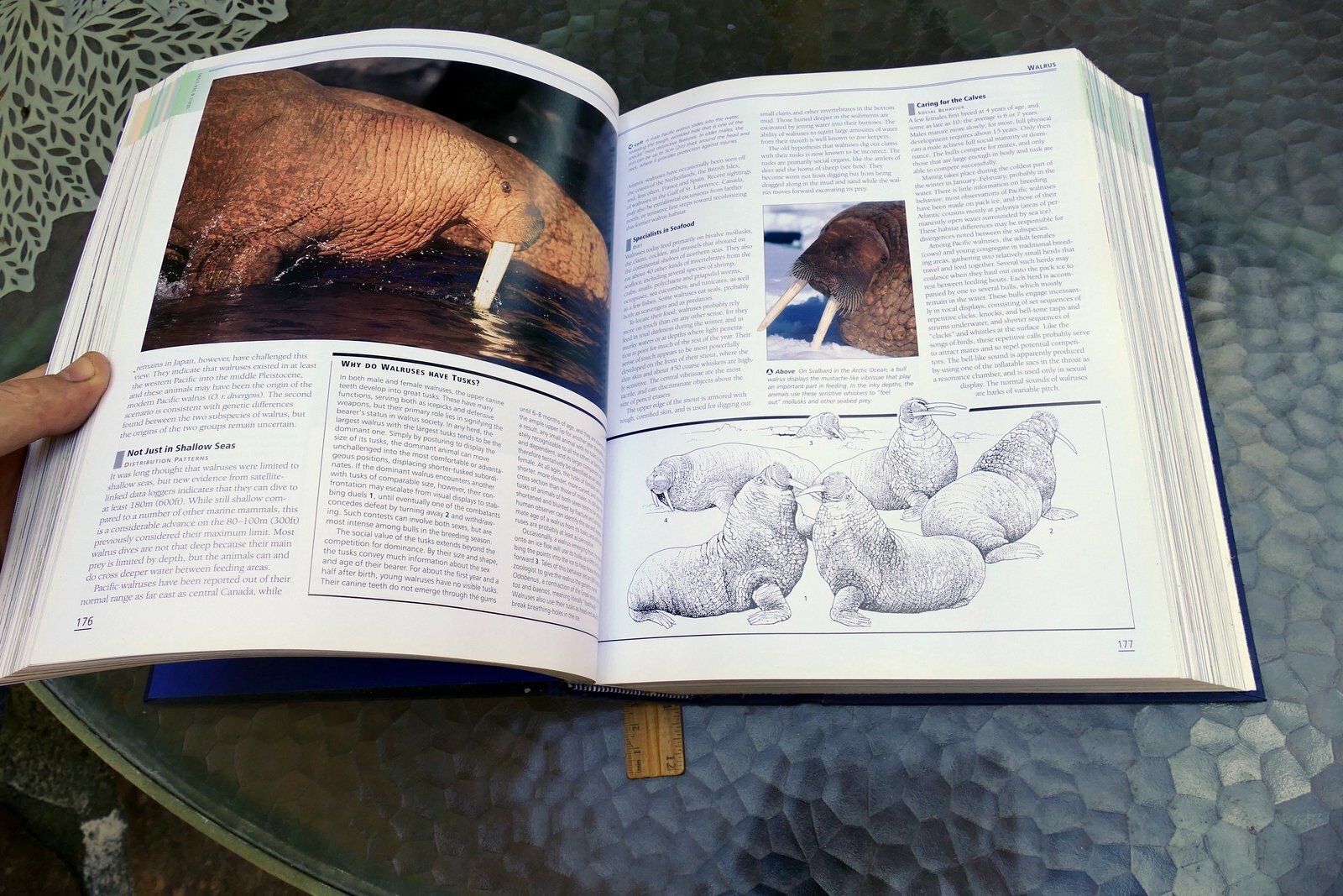 The New Encyclopedia of Mammals by David Macdonald Sasha Norris 2006 hardcover