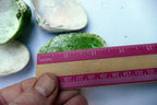 Clam Shell 2.5X2" Seashell Ocean small medium sea beach aquarium decor 
