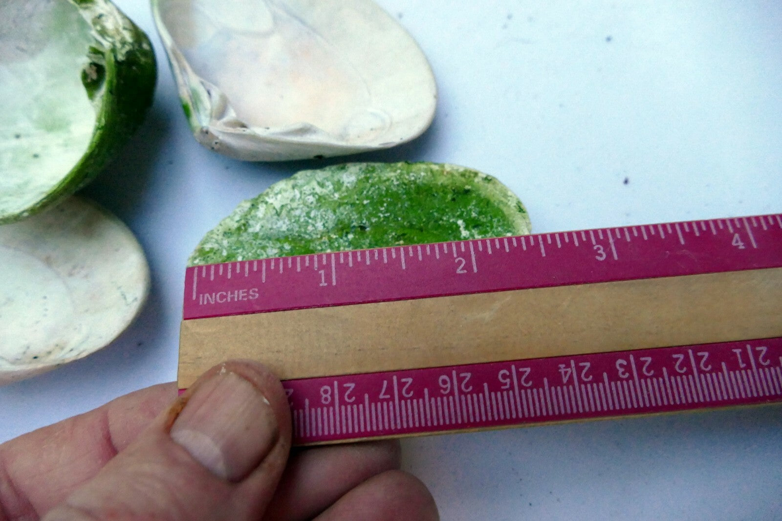 Clam Shell 2.5X2" Seashell Ocean small medium sea beach aquarium decor 