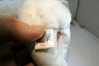 TY Beanie Babies "Mrs" USA 8" White Teddy Bear for Wedding Anniversary bride