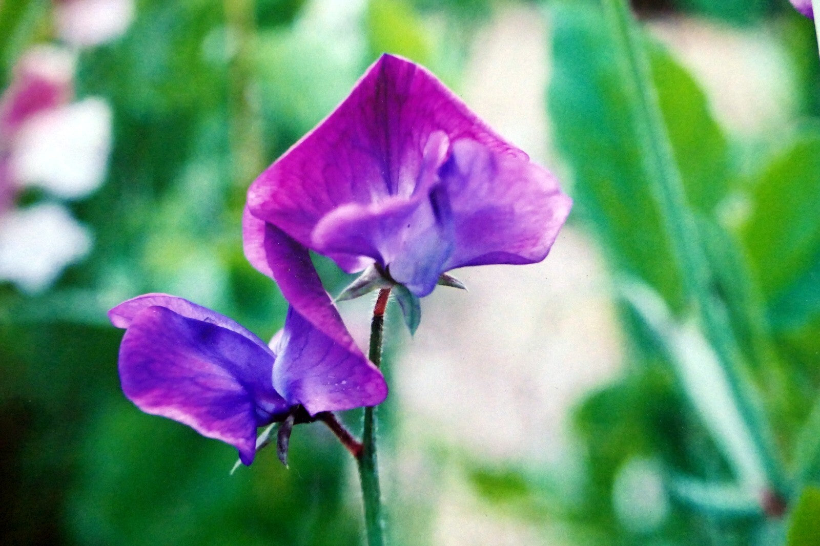 Dave giroux nature picture photo print violet flower