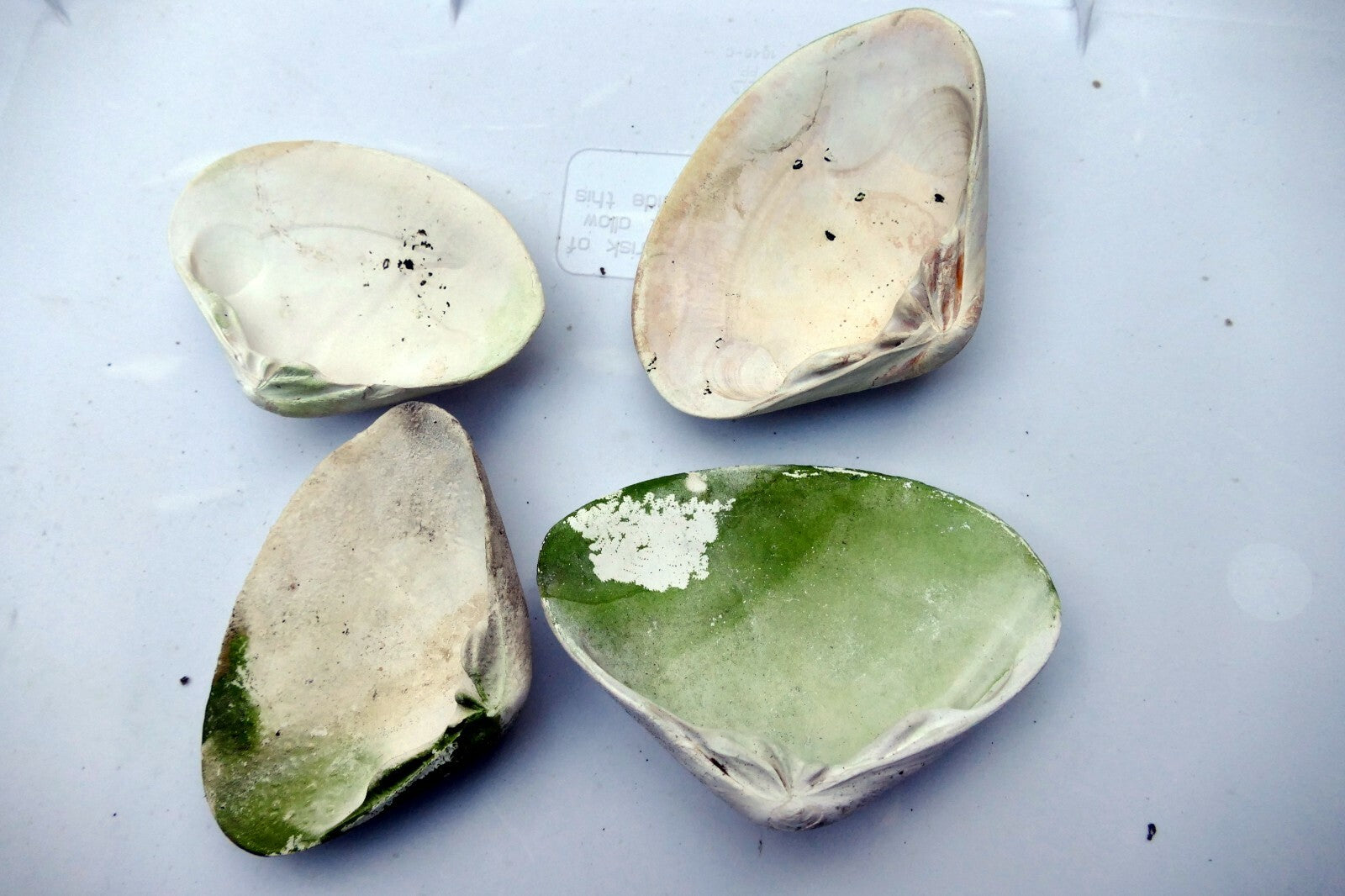 one Clam Shell 4.5"x3" Seashell from Ocean large sea beach aquarium decor