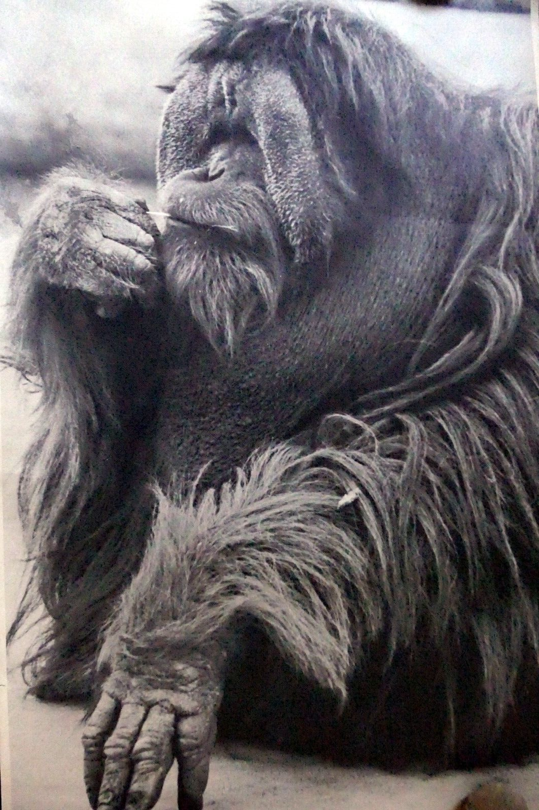 Orangutan old male make love vintage poster 1971 black and white