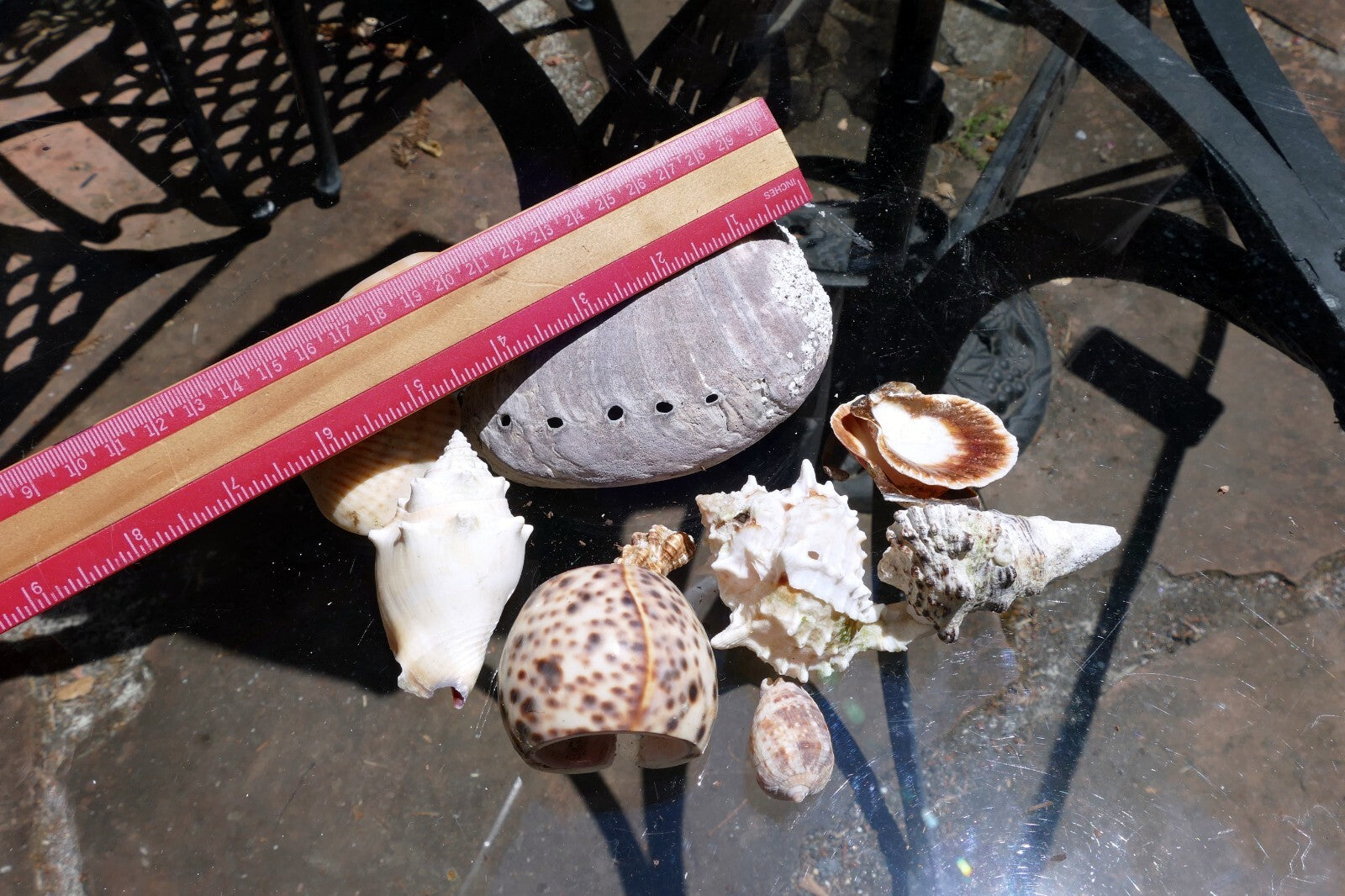 12oz  lot of Ocean Shell Seashell Abalone California San Francisco for Fish Tank