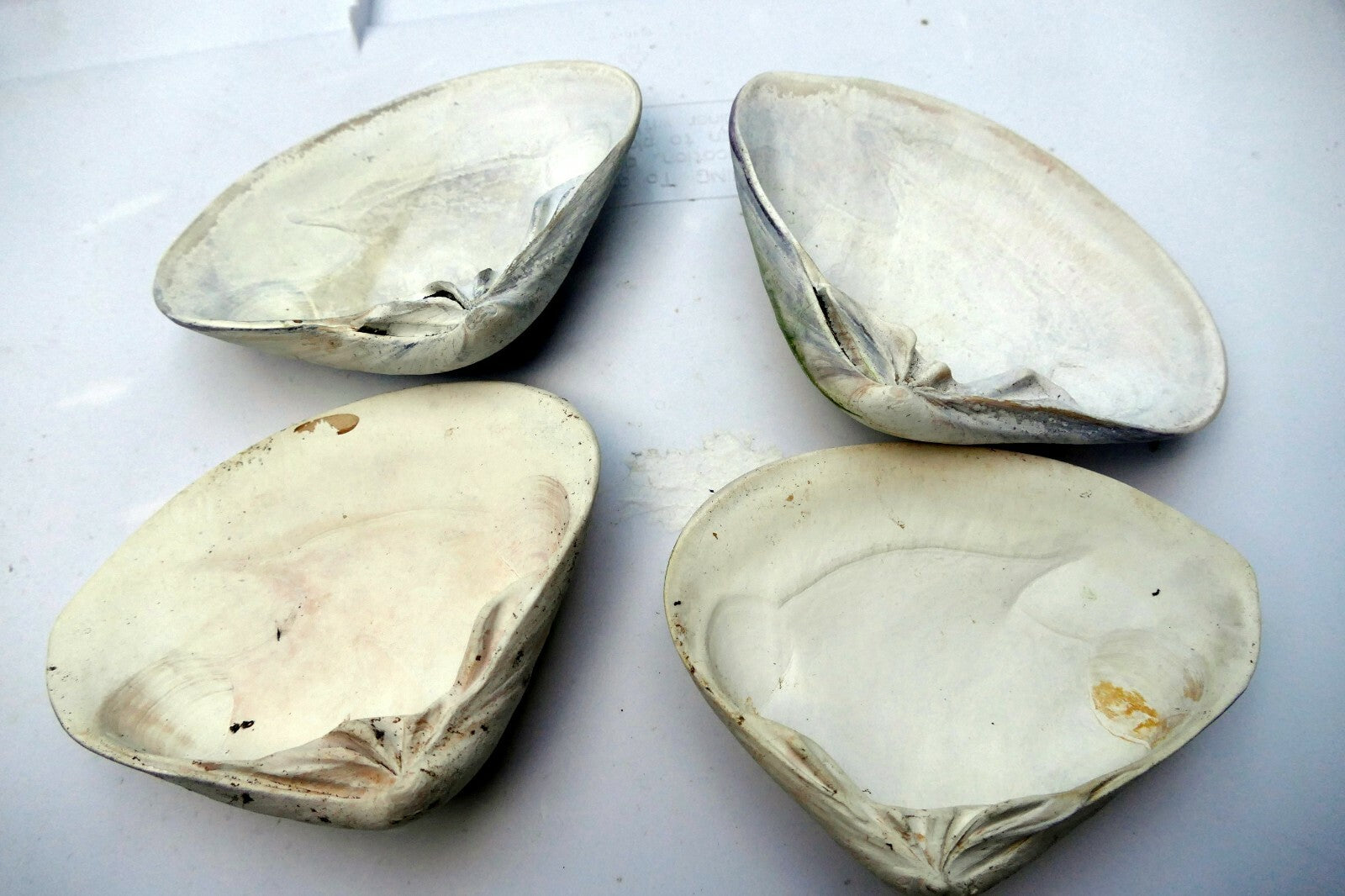 Clam Shell 4"x5" Seashell from Ocean large sea beach aquarium decor 