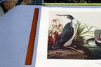1966 Audubon Print  Red-Throoated Loon plate 132, bird print poster 20X26"