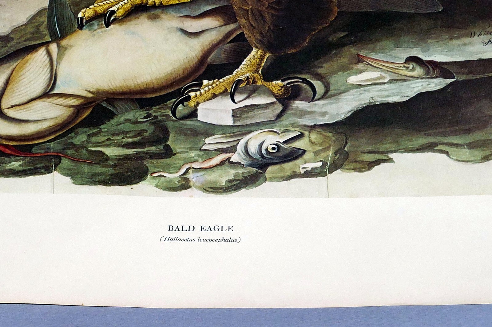 1966 Audubon Print  Bald Eagle plate 14, bird print poster 20X26"