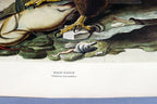 1966 Audubon Print  Bald Eagle plate 14, bird print poster 20X26"